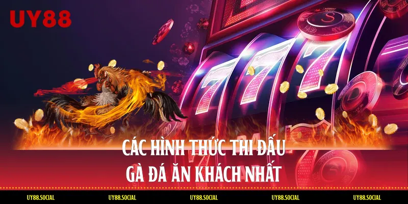 Các Hình Thức Thi Đấu Gà Đá Ăn Khách Nhất