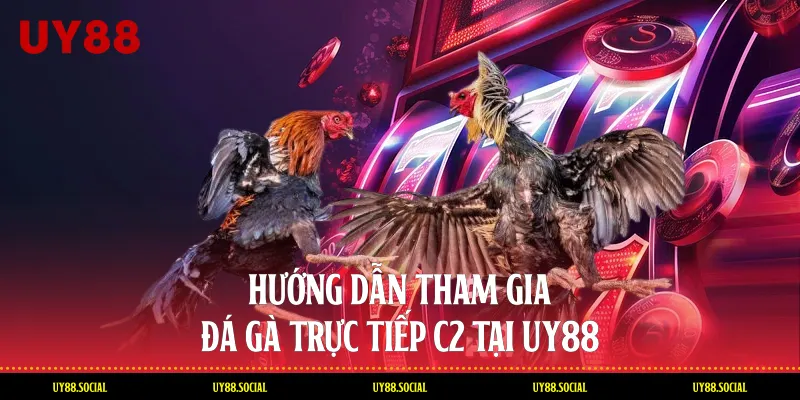Hướng Dẫn Tham Gia Đá Gà Trực Tiếp C2 Tại Uy88