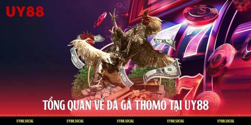 Tổng Quan Về Đá Gà Thomo Tại Uy88