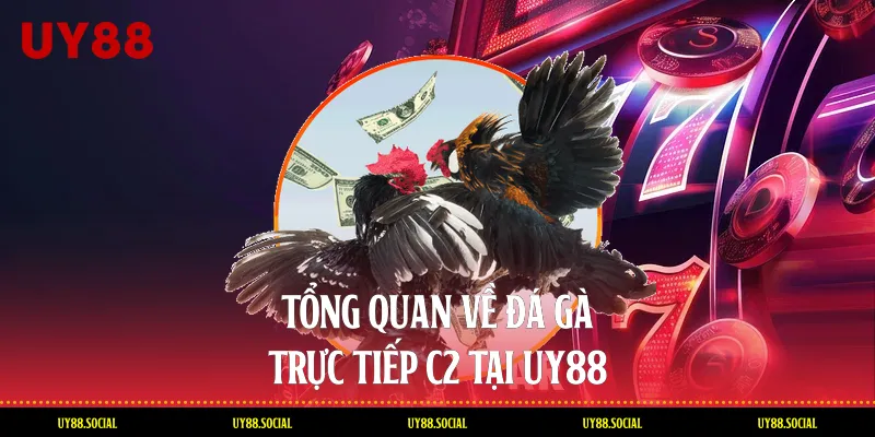 Tổng Quan Về Đá Gà Trực Tiếp C2 Tại Uy88